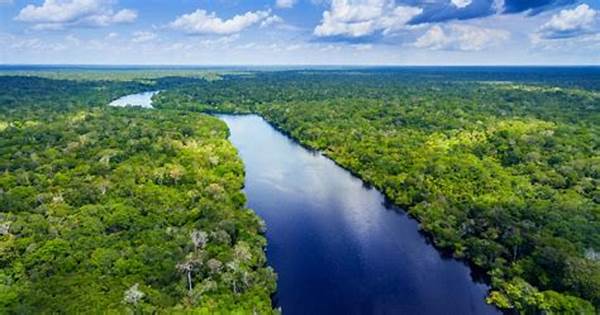 Explore The Amazon Rainforest In Brazil