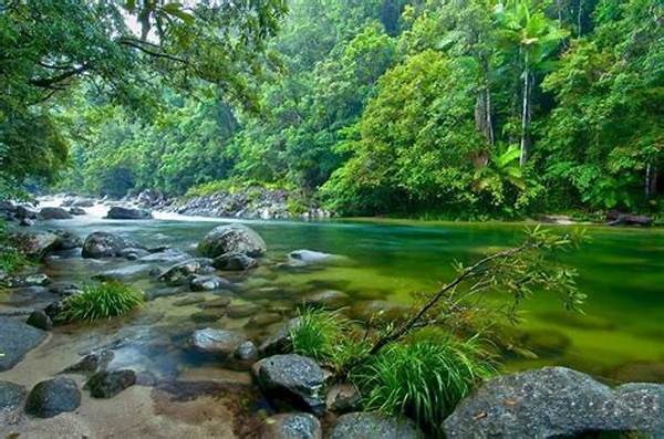 Explore The Daintree Rainforest In Queensland, Australia