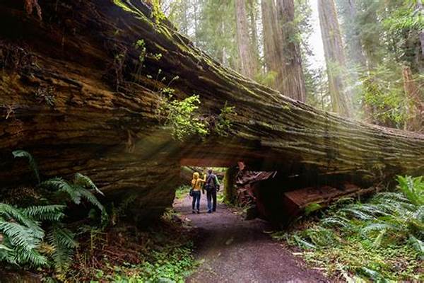 Explore The Redwood Forests In California In The United States