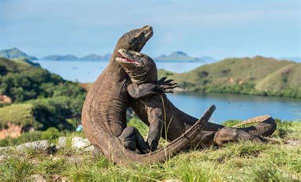 Information On Komodo Dragons In National Parks