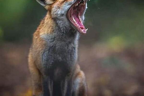 Information On Nature Photography Competitions