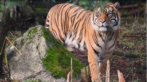 Latest News On Sumatran Tiger Conservation