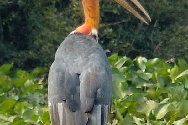 Rare Bird Watching Tours