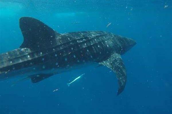 Snorkeling With Whale Sharks In Mexico