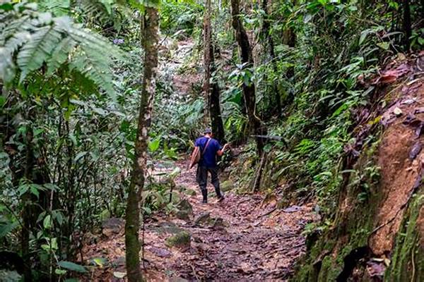 Tips For Trekking In Tropical Forests