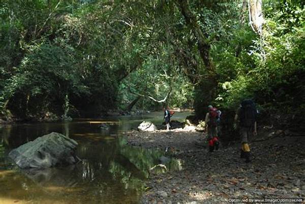 Trekking In The Borneo Jungle In Kalimantan