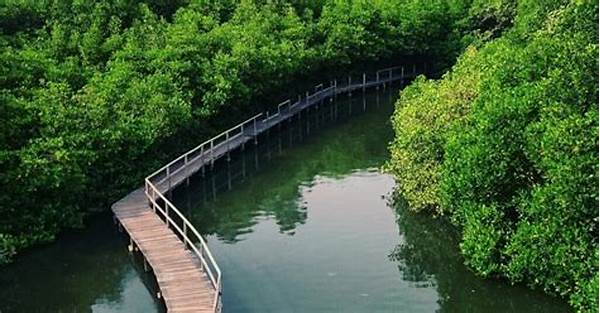 Bali Mangrove Forest
