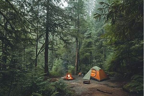 Guide To Camping In Protected Forests
