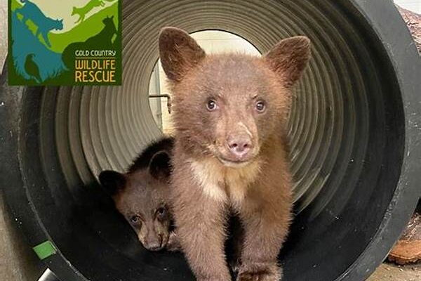Latest Wildlife Rescue Actions