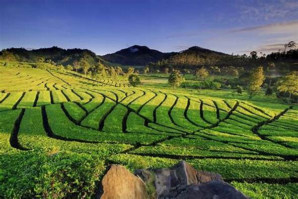 Natural Tourism Bandung Rice Field Landscapes Trending Globally