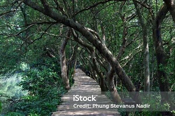 Night Walk Tours Offered At Nature Tourism Park Mangrove Angke Kapuk September