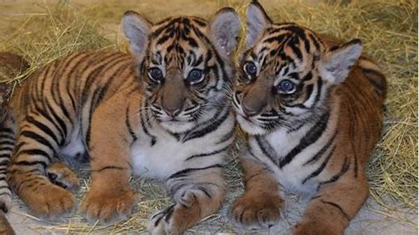 Sumatran Tiger Conservation Updates