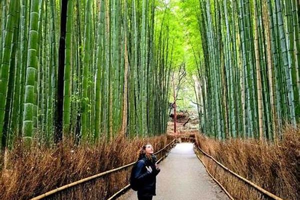 Walking In The Bamboo Forest In Arashiyama In Kyoto In Japan